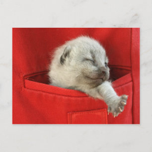 Good morning world postcard