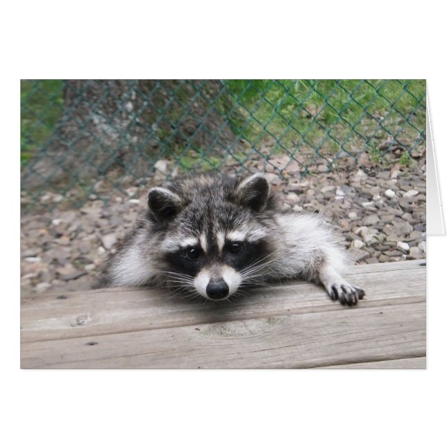 Good Ol' Boy Racoon Card (Front Horizontal)
