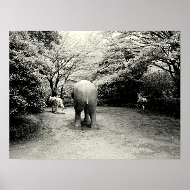Goodbye Elephant, Tiger and Zebra Poster (Front)