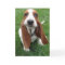 Goofy Basset Hound Greeting Card