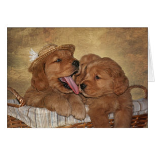 Goofy Golden Retrievers