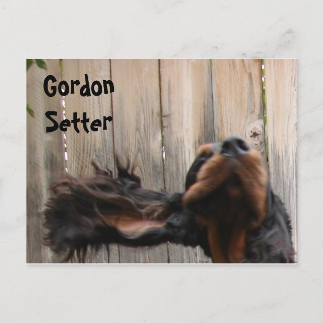 Goofy Gordon Setter Postcard (Front)