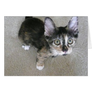 goofy kitten blank notes