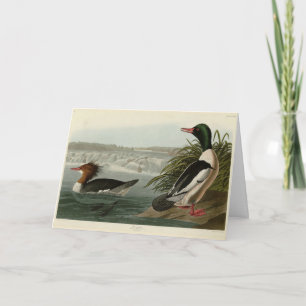 Goosander (Common Merganser) Audubon's Birds Card