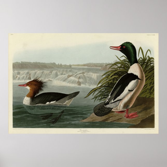 Goosander (Common Merganser) Audubon's Birds Poster (Front)