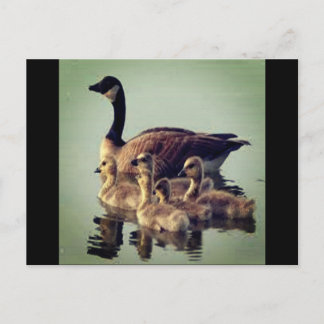 Goose and Babies Postcard