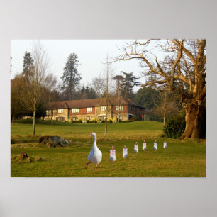 Goose and Goslings APH Country Club Poster