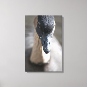 Goose Canvas Print
