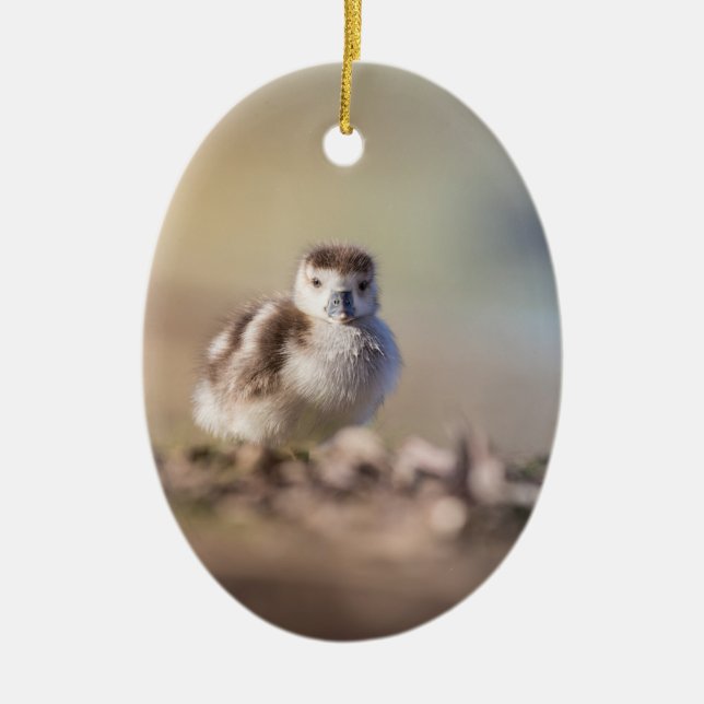 Goose Chick Nature Photo Ceramic Tree Decoration (Front)