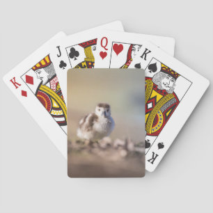 Goose Chick Nature Photo Playing Cards
