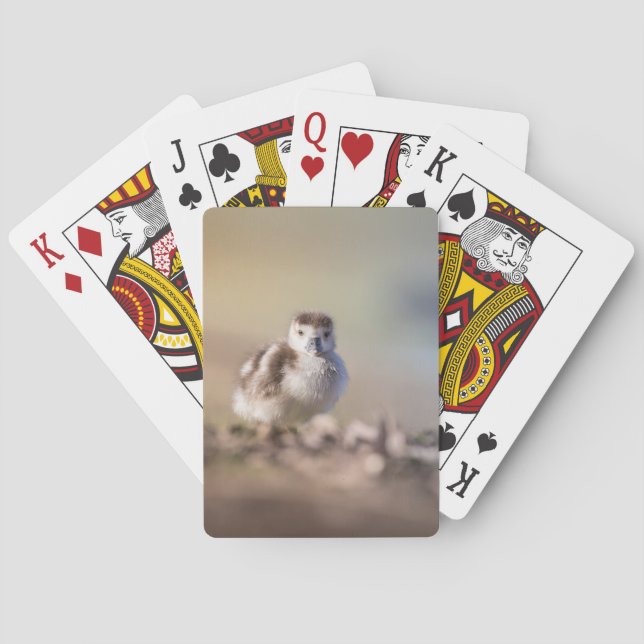 Goose Chick Nature Photo Playing Cards (Back)