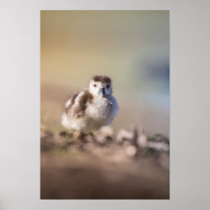 Goose Chick Nature Photo Poster