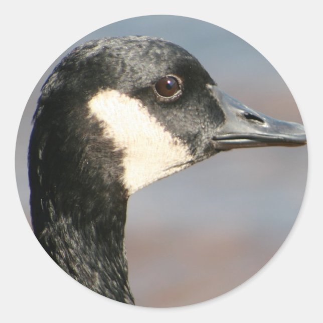 Goose Closeup Classic Round Sticker (Front)