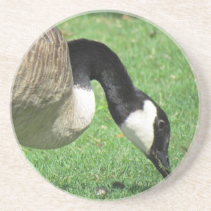 Goose Coaster