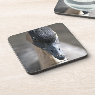 Goose Coaster