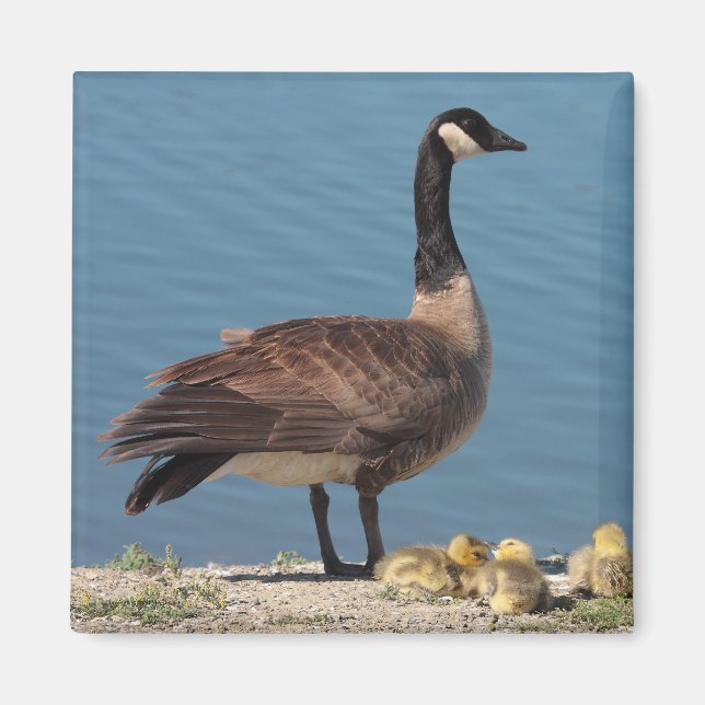 Goose Family Magnet 2 (Front)