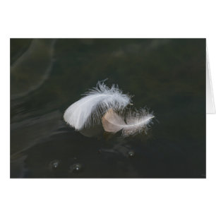 Goose Feathers Floating