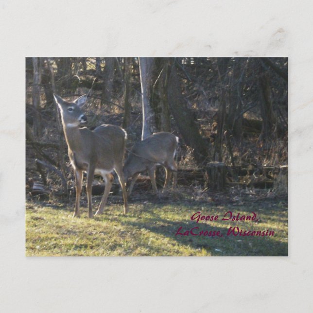 Goose Island,LaCrosse, Wisconsin Postcard (Front)