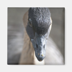Goose Magnet