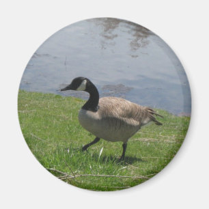 goose magnet