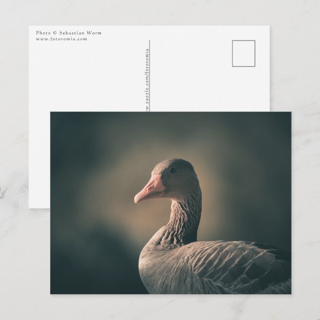 Goose Nature Photo Postcard (Front/Back)