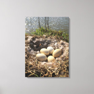 Goose Nest with Eggs on Canvas Print