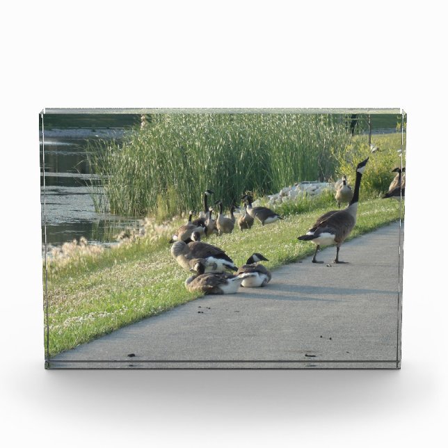 Goose Photo Block (Front)
