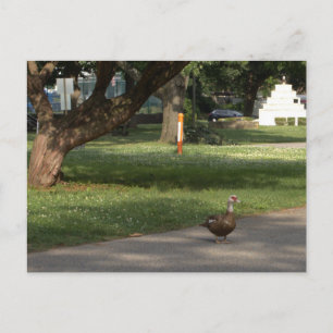 Goose Photo Postcard