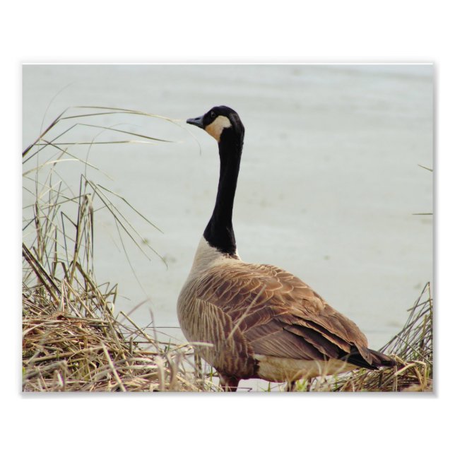 Goose Photo Print (Front)