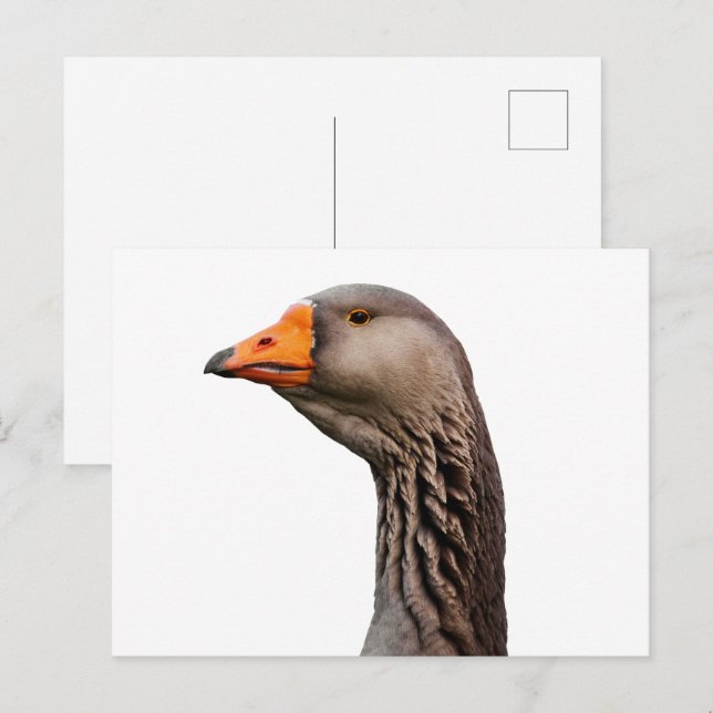 Goose portrait postcard (Front/Back)