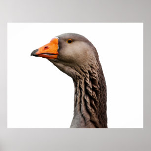 Goose portrait poster