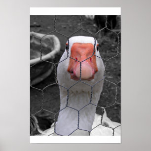 Goose Poster
