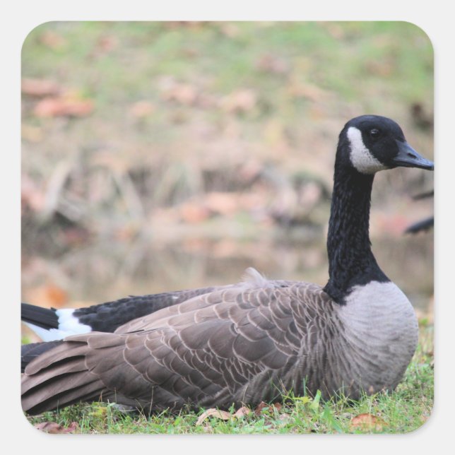 Goose  square sticker (Front)