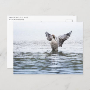 Goose Wildlife Photo Postcard