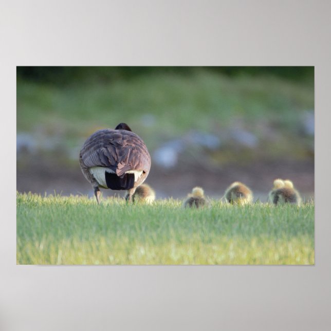 Goose with Babies Photo Poster (Front)