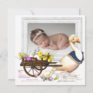 Goose with Eggs Photo Birth Announcement