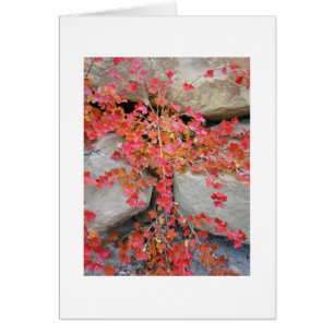 Gooseberry Bush Card