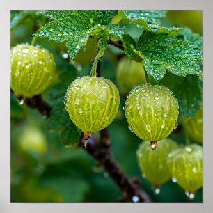Gooseberry Fruit Illustration Farmhouse Botanical  Poster
