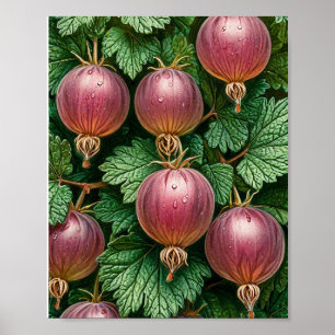 Gooseberry nature art poster