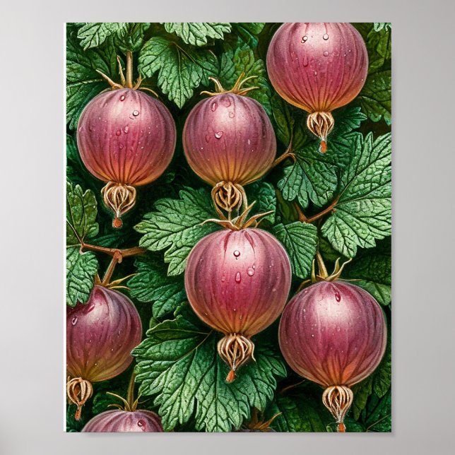 Gooseberry nature art poster (Front)