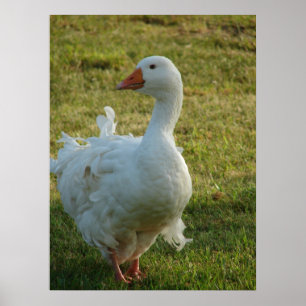 Goosey Poster