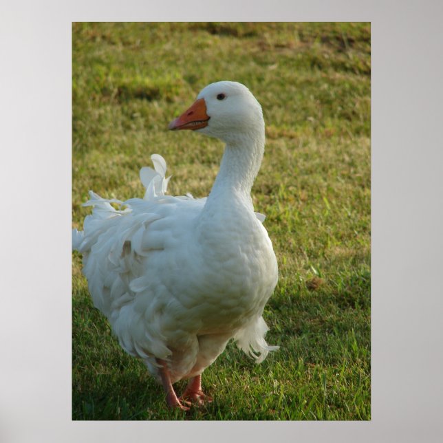 Goosey Poster (Front)