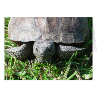 Gopher Tortoise in the Grass