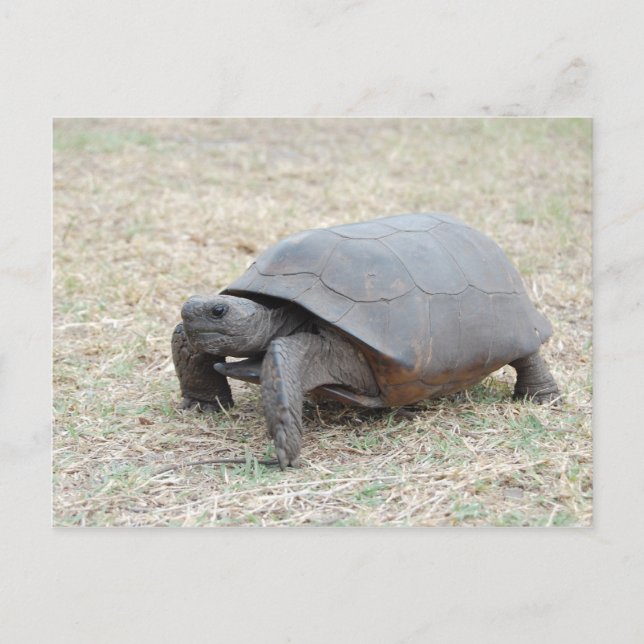 Gopher Tortoise Postcard (Front)