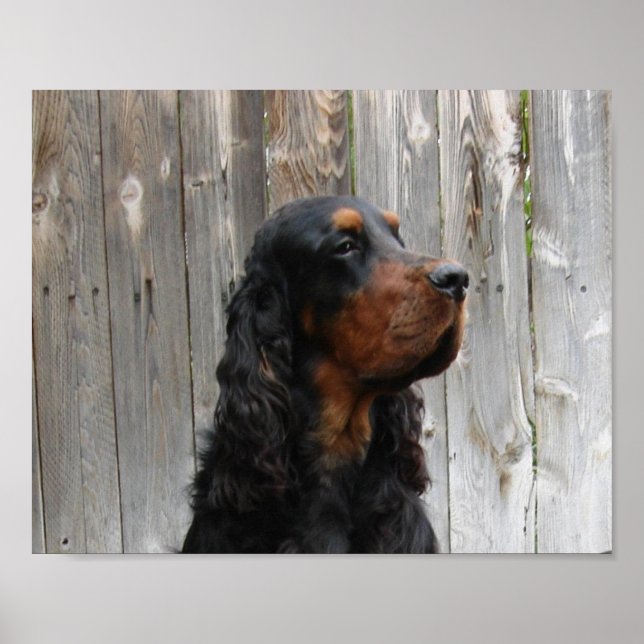 Gordon Setter Canvas Print (Front)