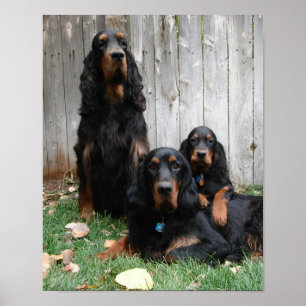 Gordon Setter Generations Canvas Print