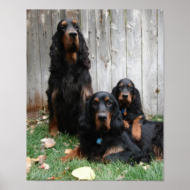 Gordon Setter Generations Canvas Print (Front)