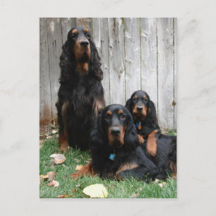 Gordon Setter Generations Postcard