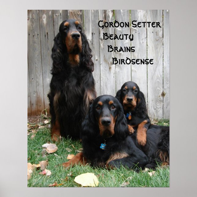 Gordon Setter Generations Poster (Front)