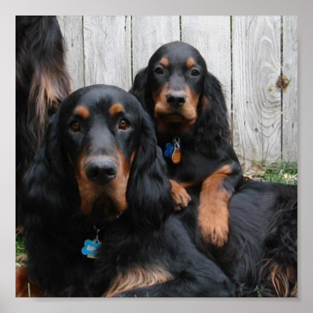 Gordon Setter Pals Canvas Print (Front)